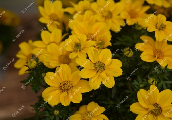 Bidens ferulifolia Port Royal