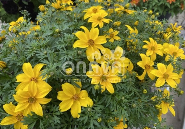 Bidens ferulifolia Yellow Pearl