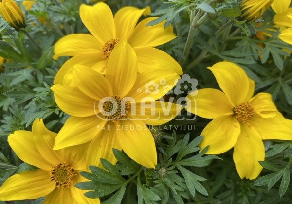 Bidens ferulifolia Yellow Pearl