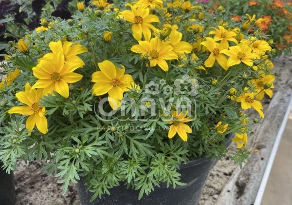 Bidens ferulifolia Yellow Pearl