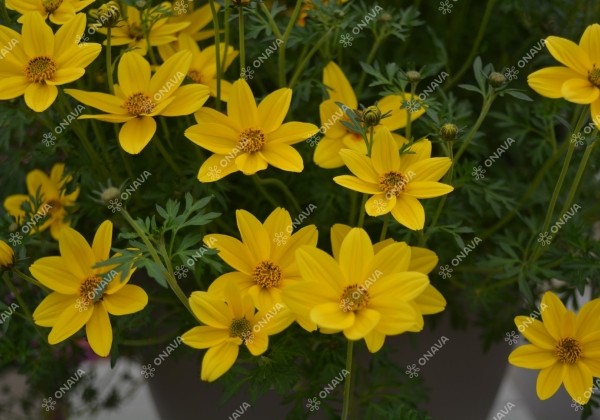 Bidens ferulifolia Goldita