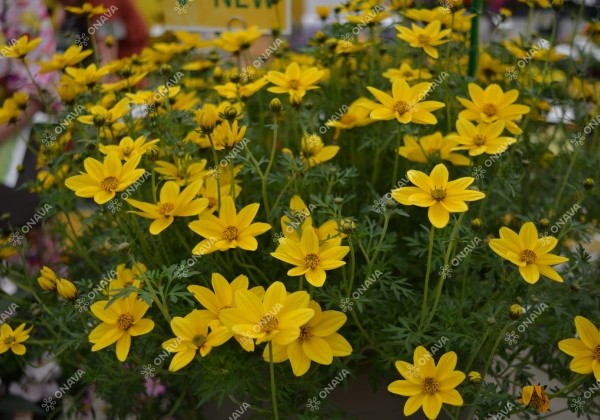 Bidens ferulifolia Goldita