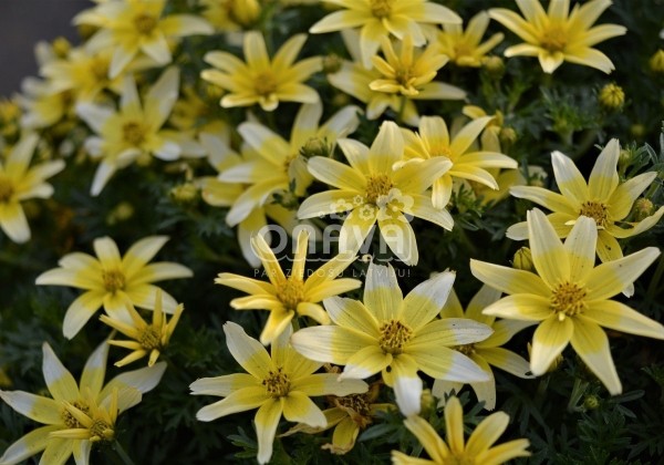Bidens ferulifolia Taka Tuka M White & Yellow