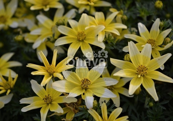 Bidens ferulifolia Taka Tuka M White & Yellow