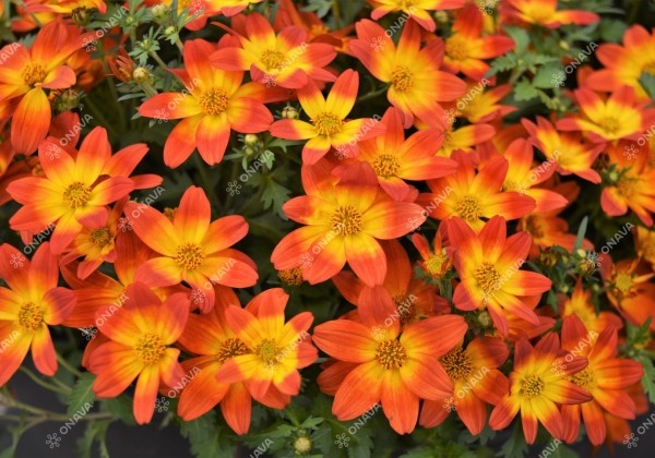 Bidens ferulifolia Taka Tuka M Red Glow