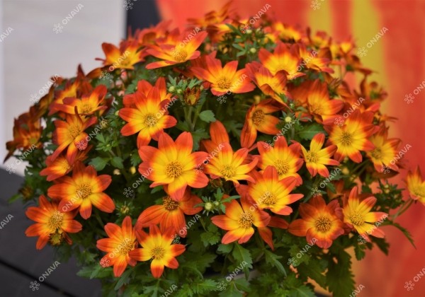 Bidens ferulifolia Taka Tuka M Red Glow