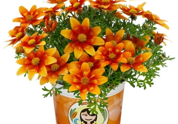Bidens ferulifolia Taka Tuka Orange Red Eye