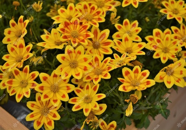 Bidens ferulifolia Taka Tuka M Yellow Red Star