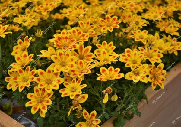 Bidens ferulifolia Taka Tuka M Yellow Red Star