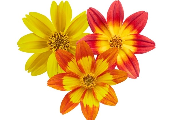 Bidens ferulifolia Taka Tuka Trio Sunshine Orange (Yellow-Orange-Red)