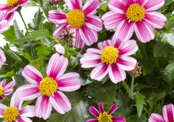 Bidens ferulifolia Pink Princess
