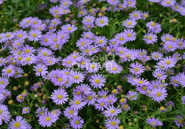 Brachyscome multifida Delight Dark Mauve