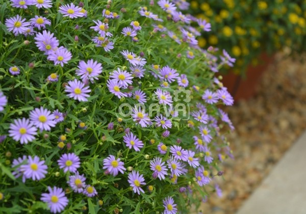 Brachyscome multifida Delight Dark Mauve