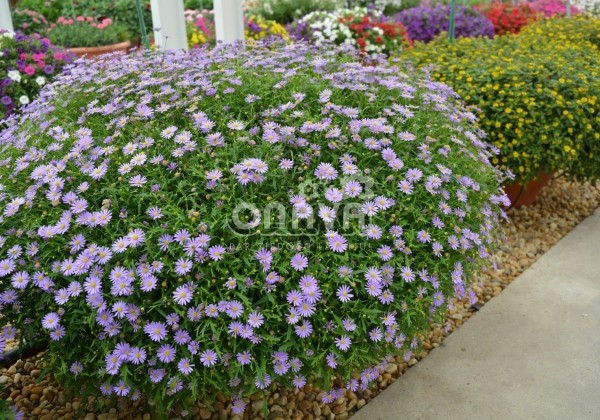 Brachyscome multifida Delight Dark Mauve