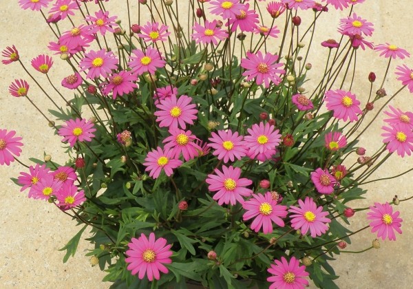 Brachyscome multifida Delight Magenta