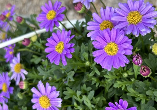 Brachyscome multifida Balino Blue