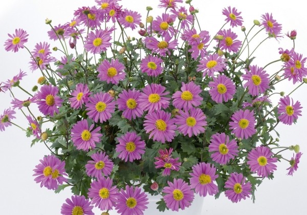 Brachyscome multifida Balino Pink