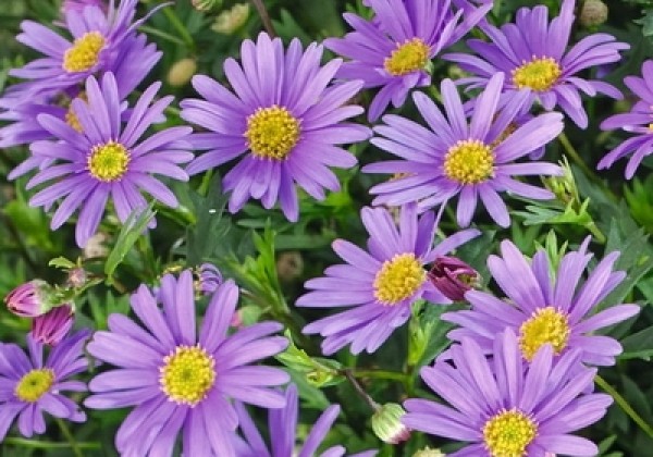 Brachyscome multifida Balino Violet