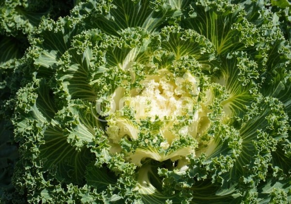 Brassica oleracea Nagoya White