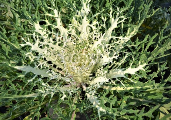 Brassica oleracea Peacock White
