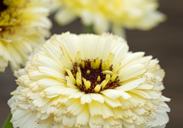 Calendula officinalis Princess Ivory