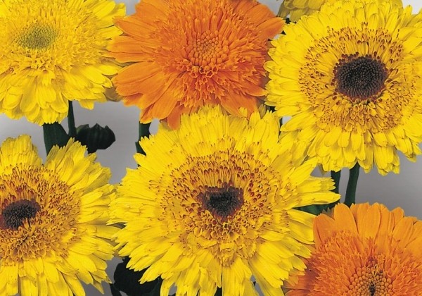 Calendula officinalis Princess Mix