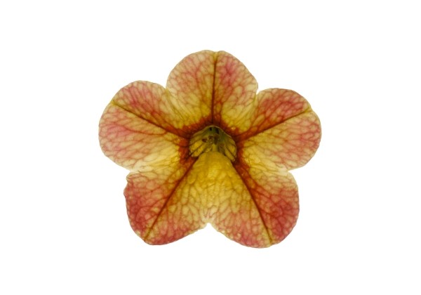Calibrachoa hybrida Calipetite Apricot Chameleon