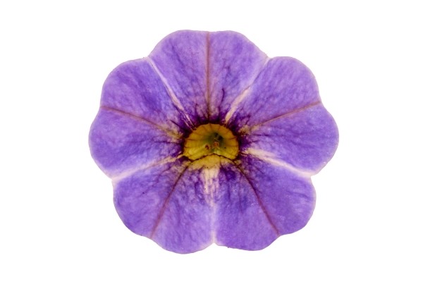 Calibrachoa hybrida Calipetite Blue Splash