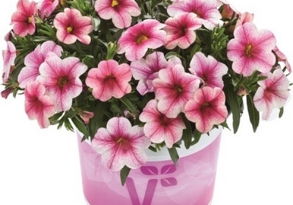 Calibrachoa hybrida Calipetite Pink Vein