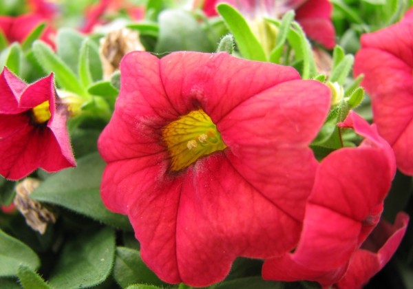 Calibrachoa hybrida Calipetite Red