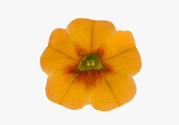 Calibrachoa hybrida Calipetite Sunset Orange