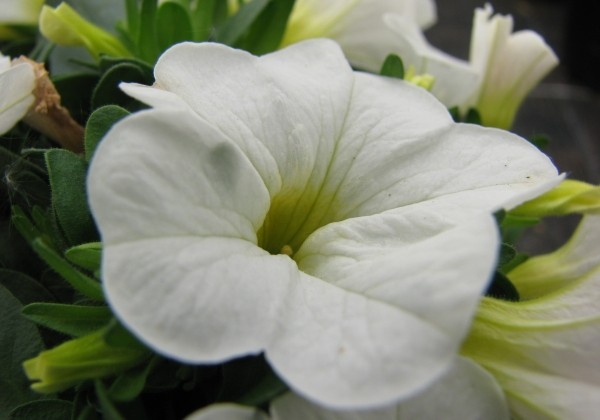 Calibrachoa hybrida Calipetite White