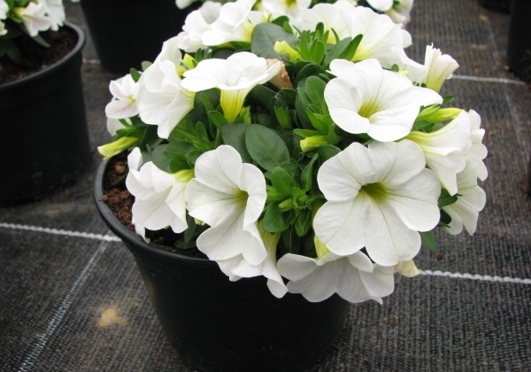 Calibrachoa hybrida Calipetite White