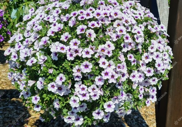 Calibrachoa hybrida Calita Compact Blue Ice