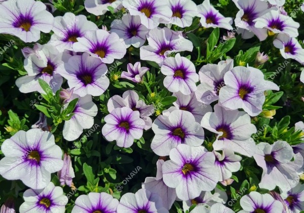 Calibrachoa hybrida Calita Compact Blue Ice