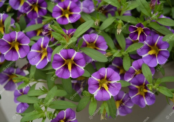 Calibrachoa hybrida Calita Compact Blue Star