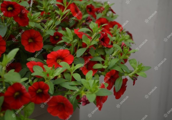 Calibrachoa hybrida Calita Compact Red