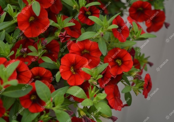 Calibrachoa hybrida Calita Compact Red