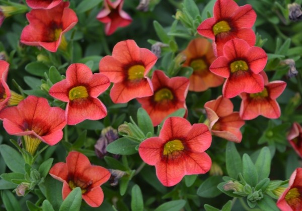 Calibrachoa hybrida Calita Compact Scarlet Red Eye