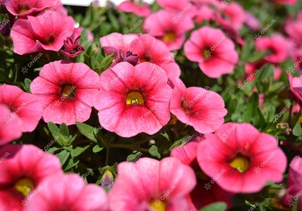 Calibrachoa hybrida Calita Compact Strawberry Eye