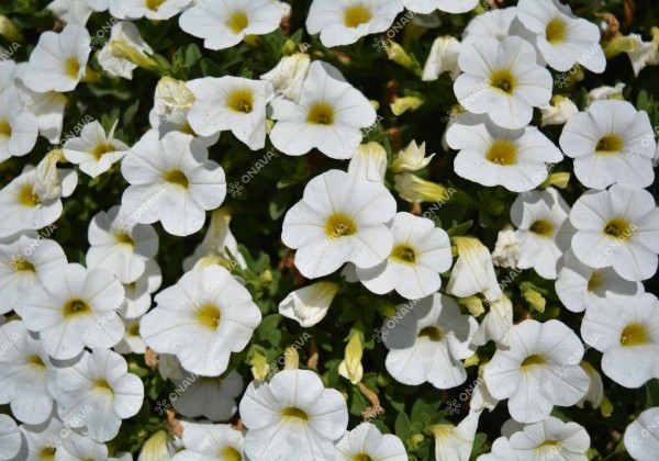 Calibrachoa hybrida Calita Compact White