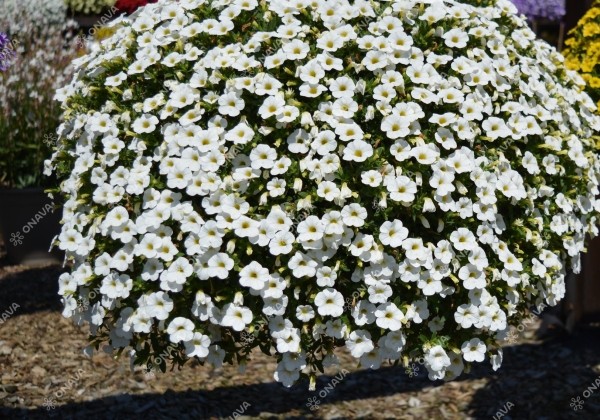 Calibrachoa hybrida Calita Compact White