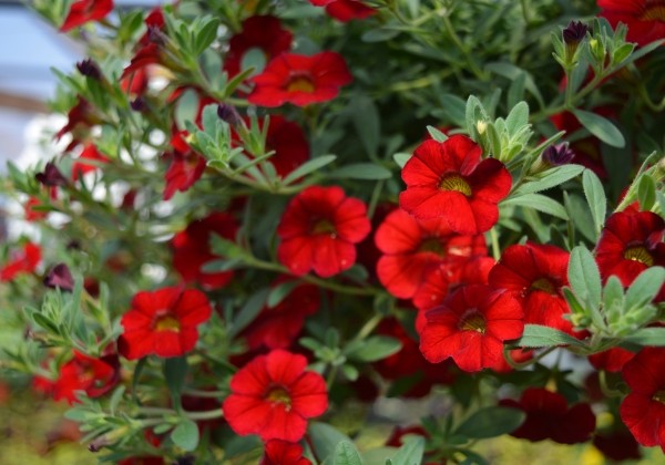 Calibrachoa hybrida Calita Deep Red