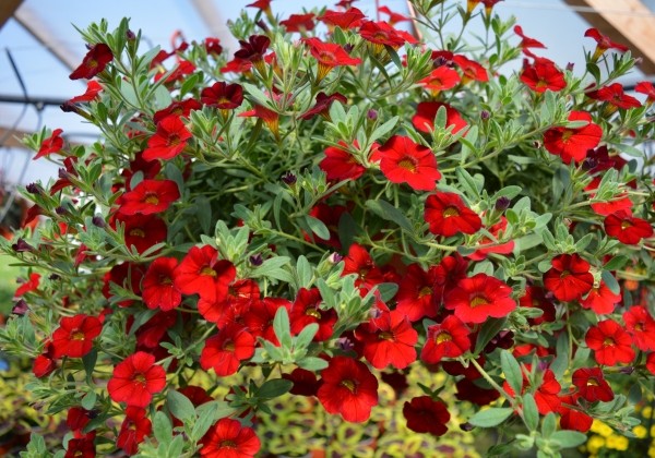 Calibrachoa hybrida Calita Deep Red