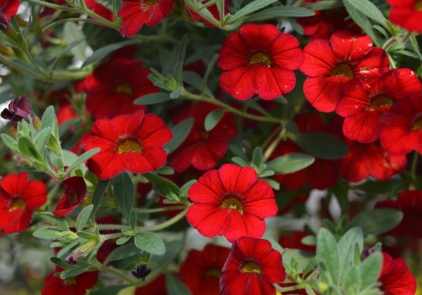 Calibrachoa hybrida Calita Deep Red (XXL)