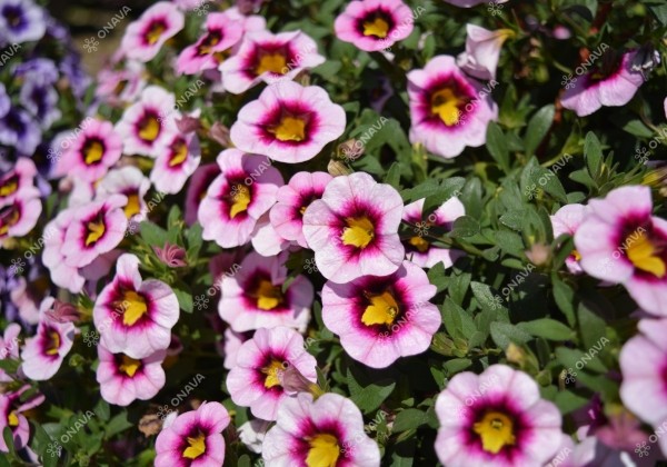 Calibrachoa hybrida Calita Pink Morn (XXL)