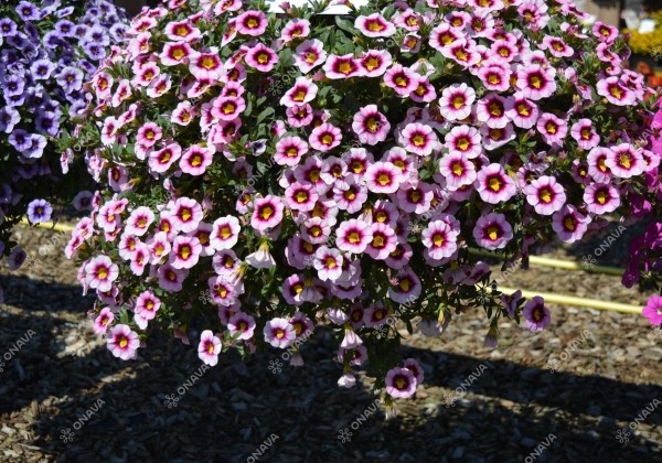 Calibrachoa hybrida Calita Pink Morn (XXL)