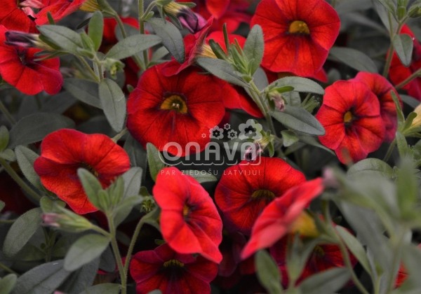 Calibrachoa hybrida Calita Red