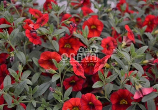 Calibrachoa hybrida Calita Red