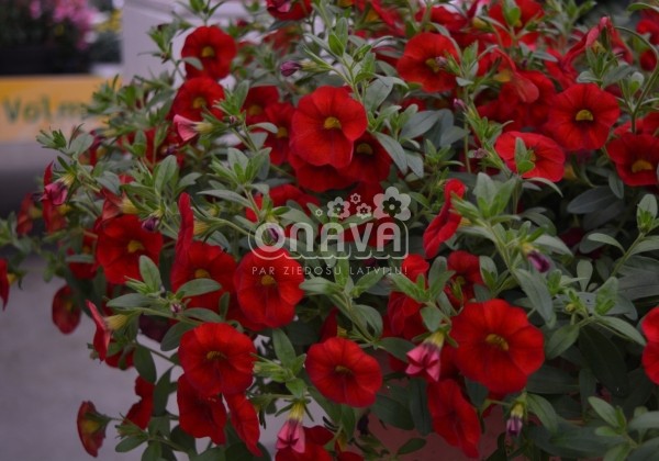 Calibrachoa hybrida Calita Red